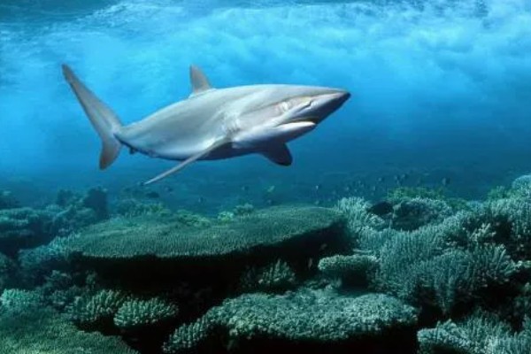 蓝鲨的简介，学名叫做大青鲨