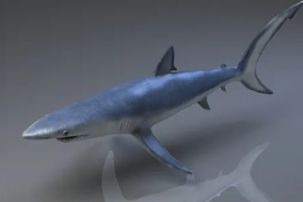 蓝鲨的简介，学名叫做大青鲨