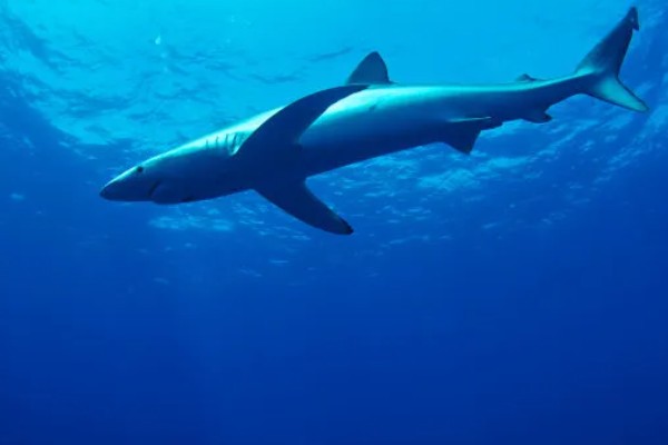 蓝鲨的简介，学名叫做大青鲨