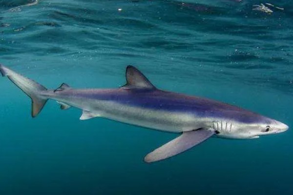 蓝鲨的简介，学名叫做大青鲨
