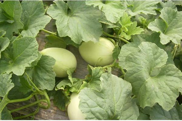 白瓜的亩产量,一般为3000-5000斤左右