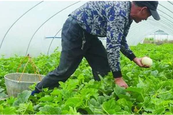 白瓜的亩产量,一般为3000-5000斤左右