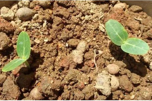 白瓜的亩产量,一般为3000-5000斤左右