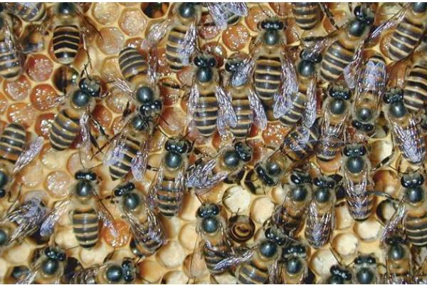 中蜂常见病的症状，有囊状幼虫病、爬蜂病等