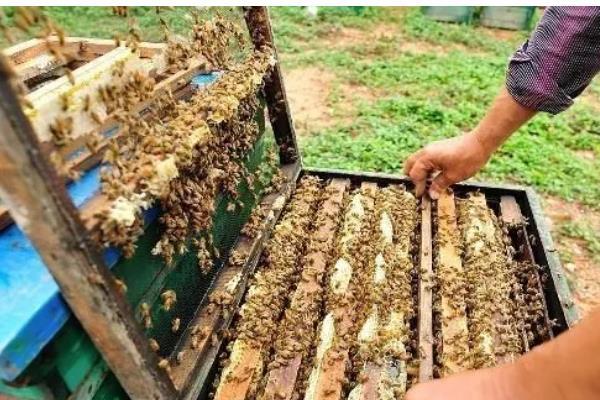 中蜂常见病的症状，有囊状幼虫病、爬蜂病等