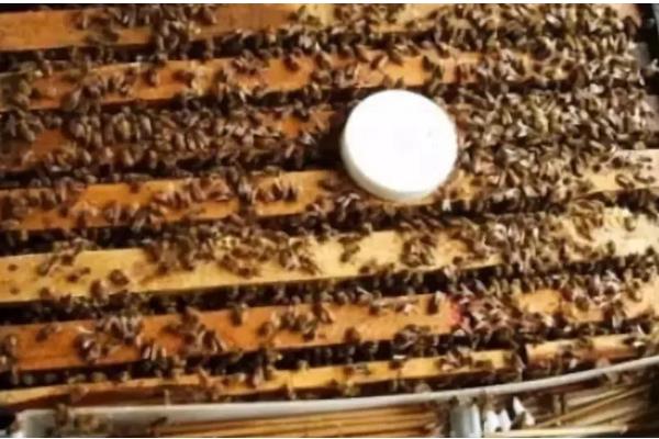 中蜂常见病的症状，有囊状幼虫病、爬蜂病等