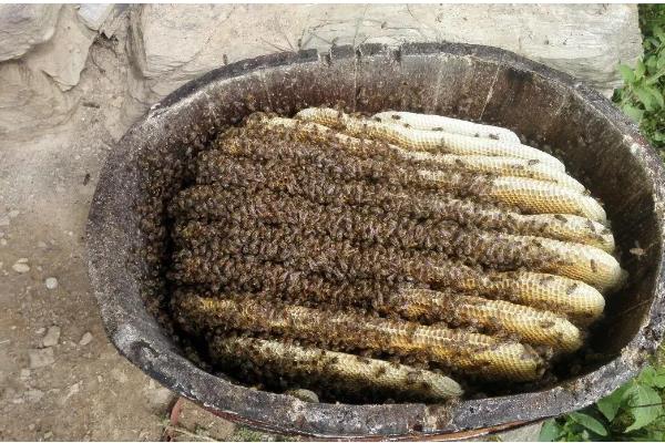 中蜂常见病的症状，有囊状幼虫病、爬蜂病等