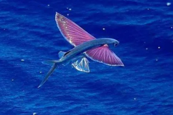 有没有会飞的鱼，飞鱼可在水面上飞行
