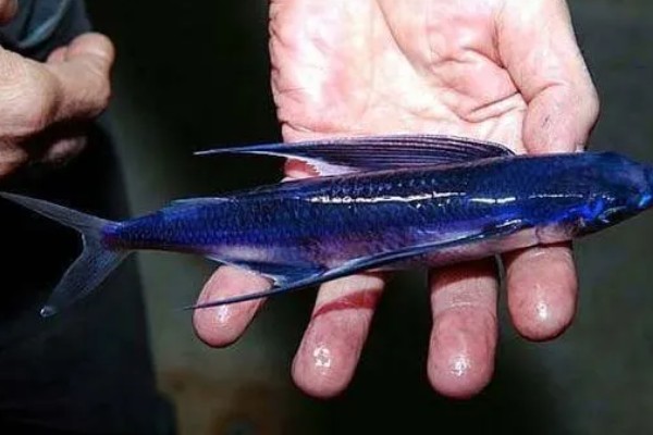 有没有会飞的鱼，飞鱼可在水面上飞行