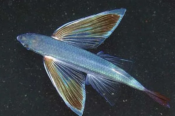 有没有会飞的鱼，飞鱼可在水面上飞行