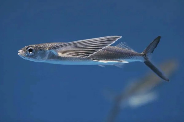 有没有会飞的鱼，飞鱼可在水面上飞行
