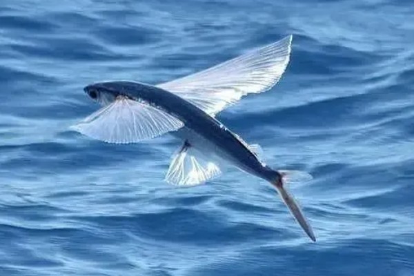 有没有会飞的鱼，飞鱼可在水面上飞行