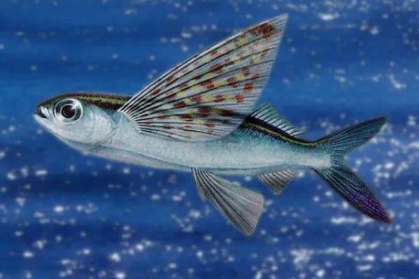 有没有会飞的鱼，飞鱼可在水面上飞行