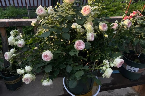 养绒球门廊月季的注意事项,适合在光照充足的环境下生长