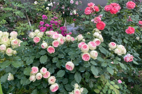 养绒球门廊月季的注意事项,适合在光照充足的环境下生长