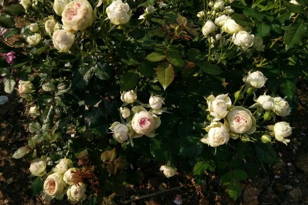 养绒球门廊月季的注意事项,适合在光照充足的环境下生长