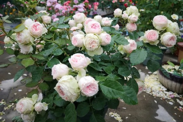 养绒球门廊月季的注意事项,适合在光照充足的环境下生长