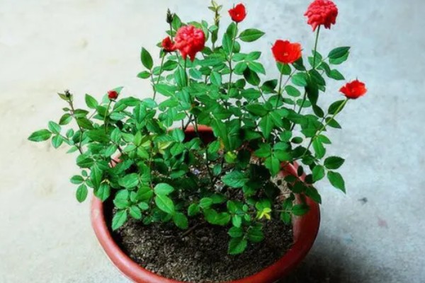 养绒球门廊月季的注意事项,适合在光照充足的环境下生长