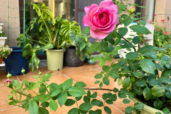 养绒球门廊月季的注意事项,适合在光照充足的环境下生长