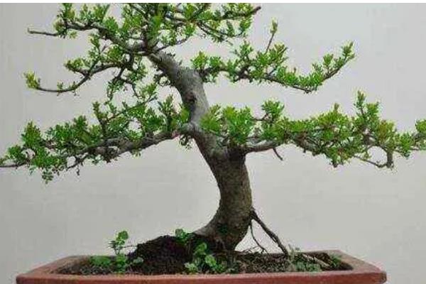 白蜡换盆枯萎后怎么办，需要减少光照