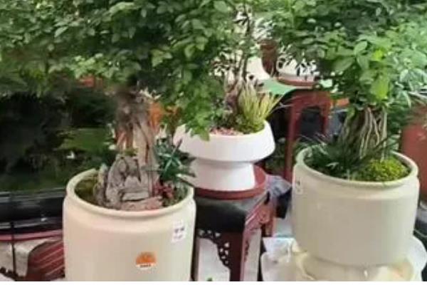 白蜡换盆枯萎后怎么办，需要减少光照