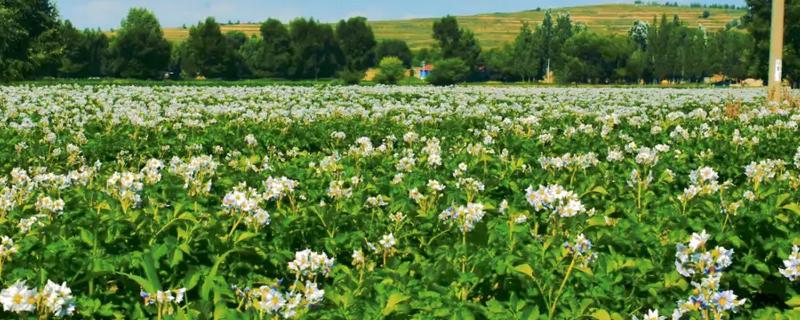 土豆何时打顶，现蕾期至初花期打顶为宜