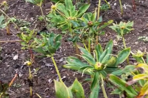 如何种植重楼,一月份进行播种和和育苗