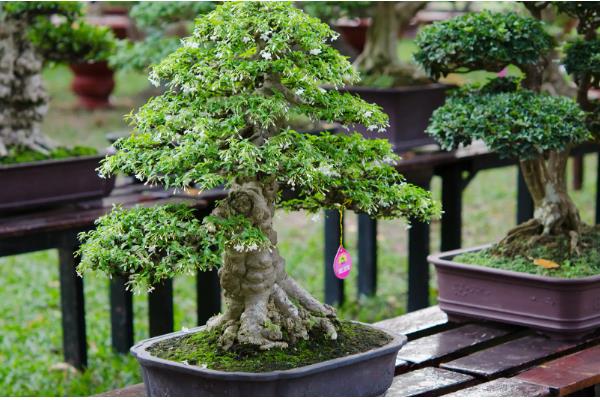 白蜡换盆枯萎后怎么办，需要减少光照