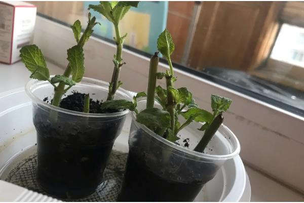 薄荷的扦插方法，土培多在5-6月份进行