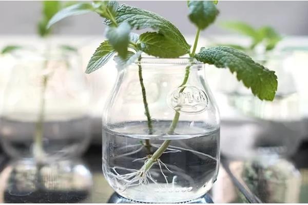 薄荷的扦插方法，土培多在5-6月份进行