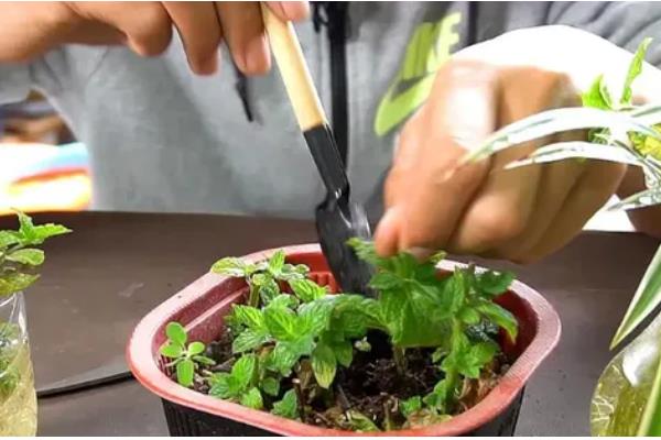 薄荷的扦插方法，土培多在5-6月份进行