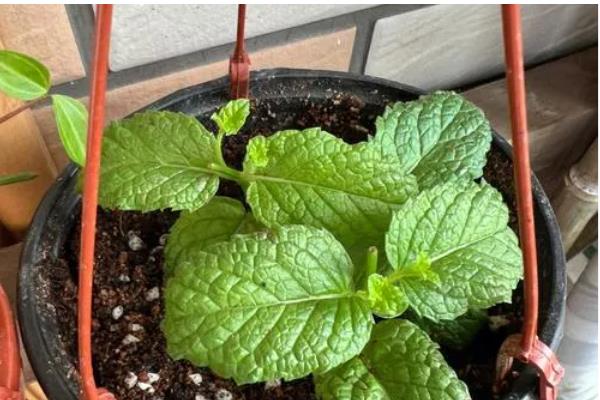 薄荷的扦插方法，土培多在5-6月份进行