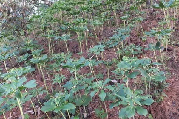 如何种植重楼,一月份进行播种和和育苗