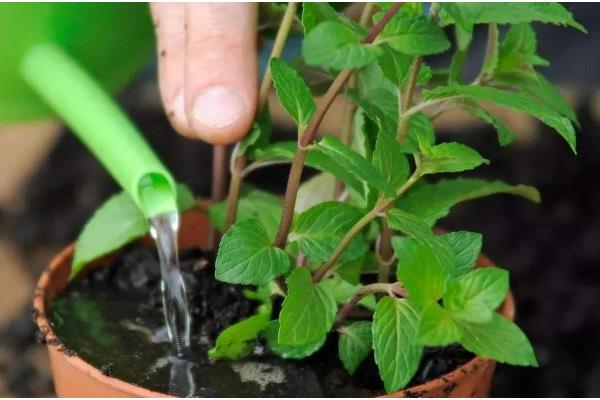 薄荷的扦插方法，土培多在5-6月份进行