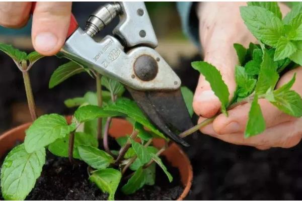 薄荷的扦插方法，土培多在5-6月份进行
