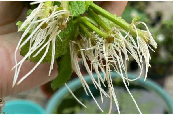 薄荷的扦插方法，土培多在5-6月份进行