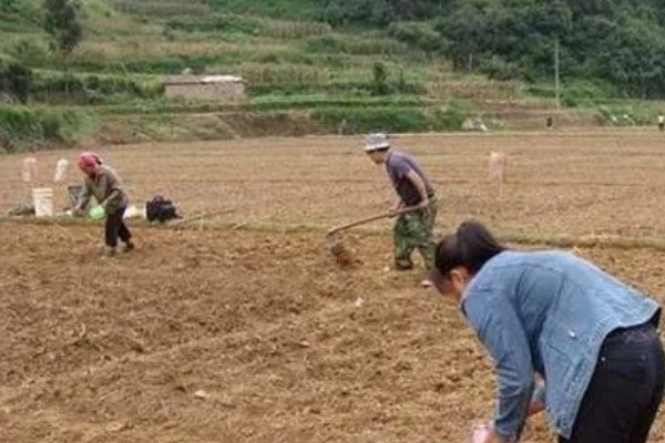 如何种植重楼,一月份进行播种和和育苗