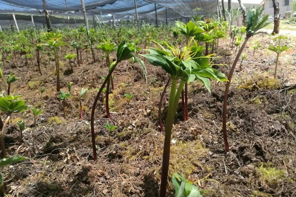 如何种植重楼,一月份进行播种和和育苗