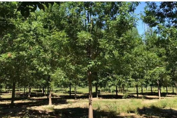 白蜡换盆枯萎后怎么办，需要减少光照