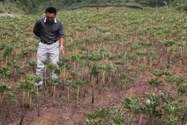 如何种植重楼,一月份进行播种和和育苗