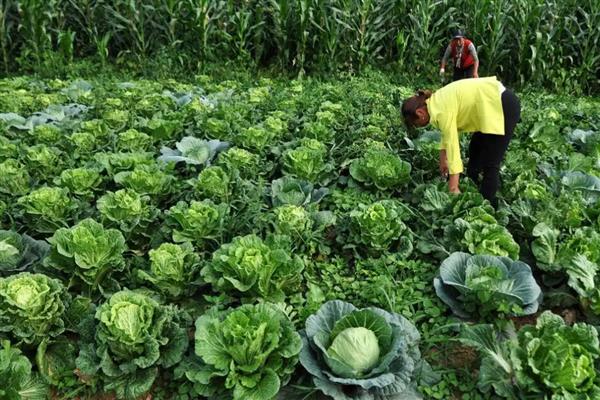 大白菜零下几度收获，零下3℃必须收获