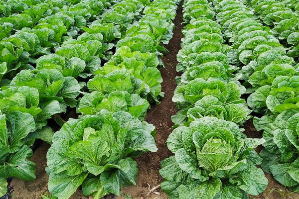 大白菜零下几度收获，零下3℃必须收获