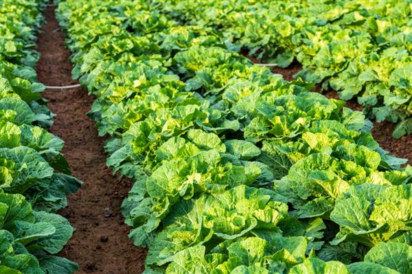 大白菜零下几度收获，零下3℃必须收获