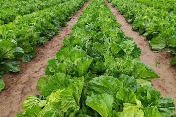 大白菜零下几度收获，零下3℃必须收获