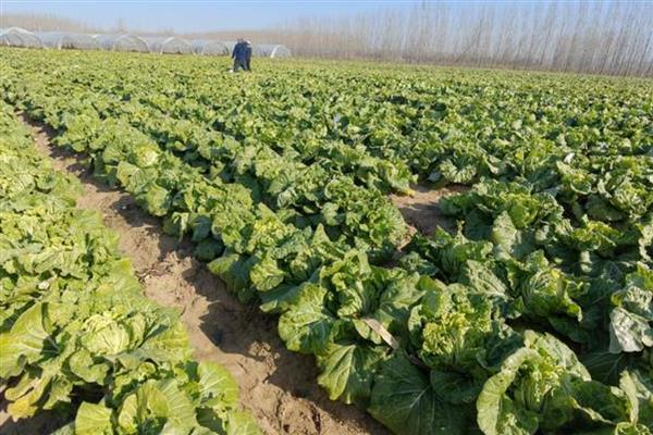 大白菜零下几度收获，零下3℃必须收获