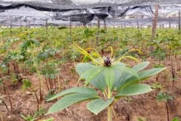 如何种植重楼,一月份进行播种和和育苗