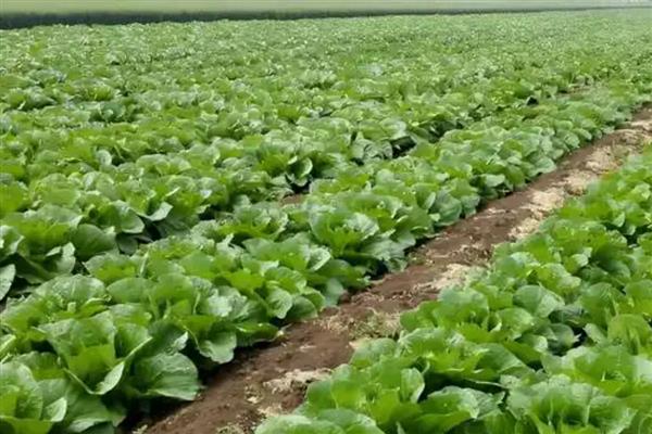 大白菜零下几度收获，零下3℃必须收获