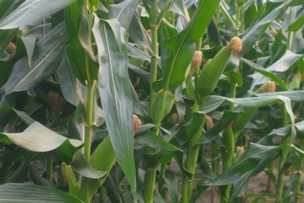 中元598玉米品种简介，生长周期约为99天