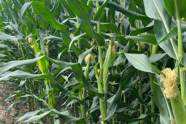 中元598玉米品种简介，生长周期约为99天