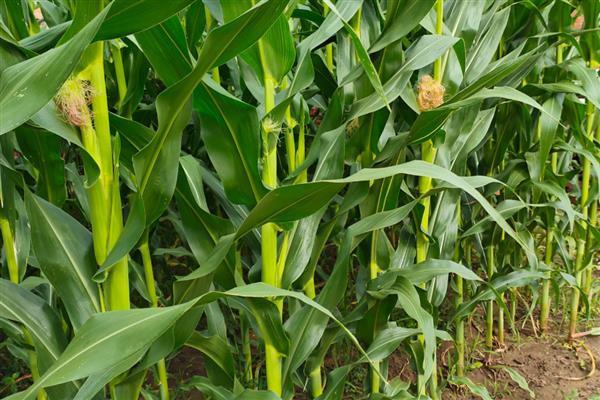 中元598玉米品种简介，生长周期约为99天